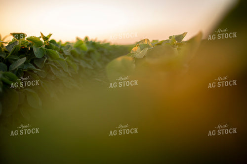 Soybeans - Mid-Season 1478