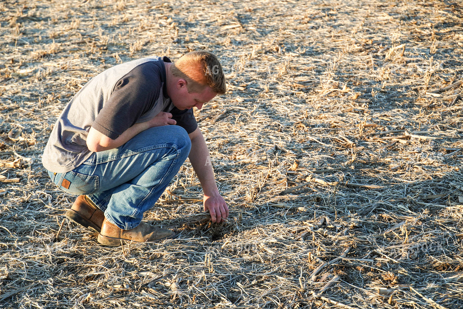 Farmer Checking Soybean Residue 65101