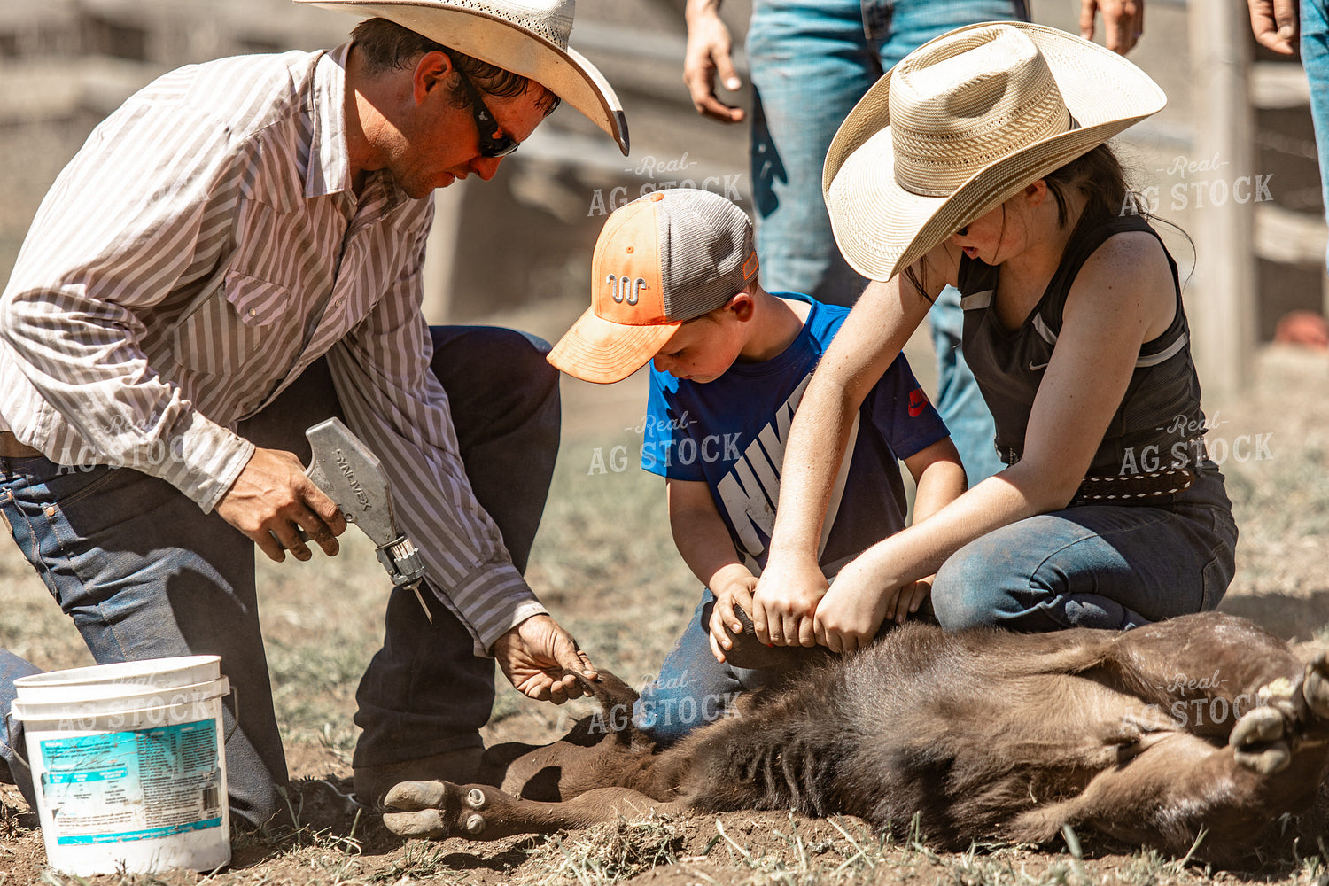 Ranchers Working Calves 188111