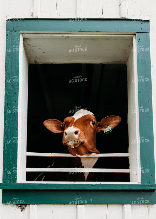Dairy Cow 116029