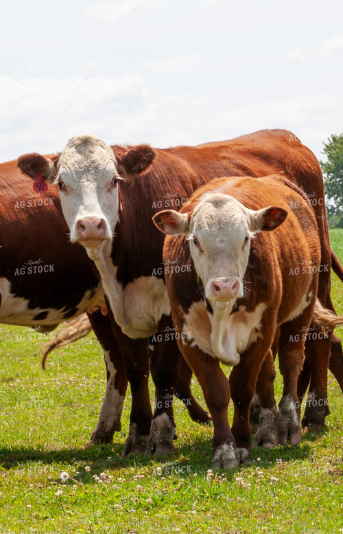Hereford Cattle 132047