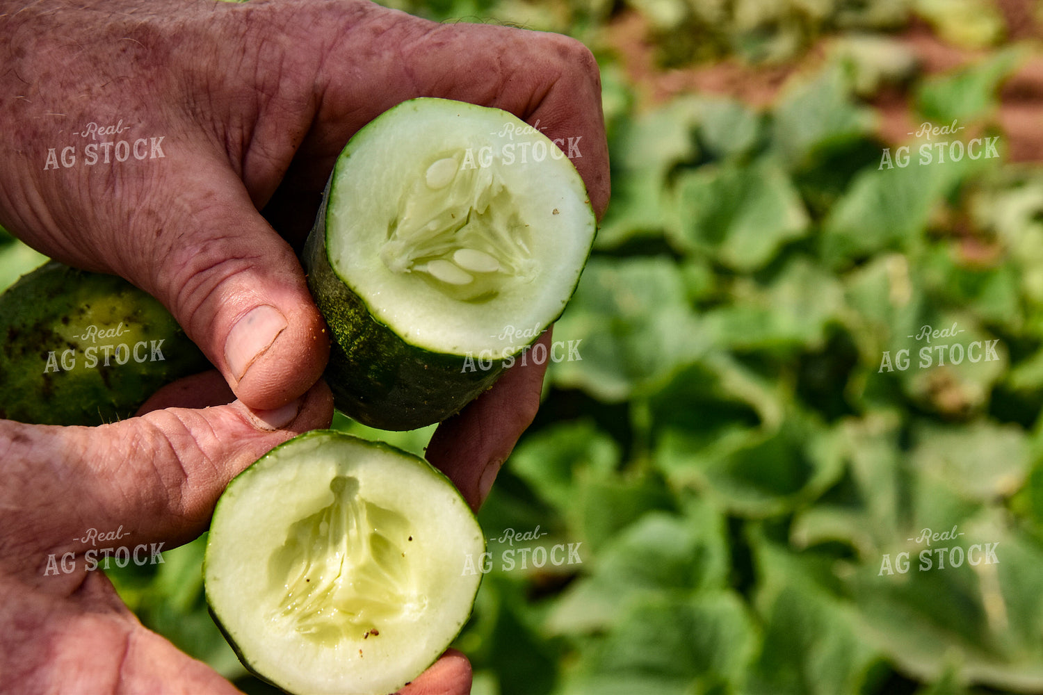 Farmer Holding Cucumbers 84156