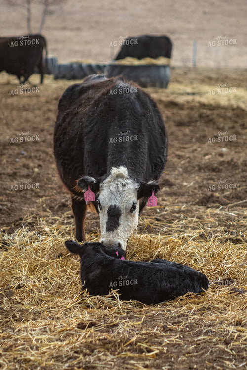 Cow Calf Pair 155359