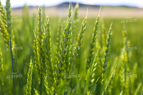 Green Willow Creek Winter Wheat 87003