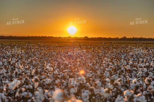 Cotton Field at Sunset 291066