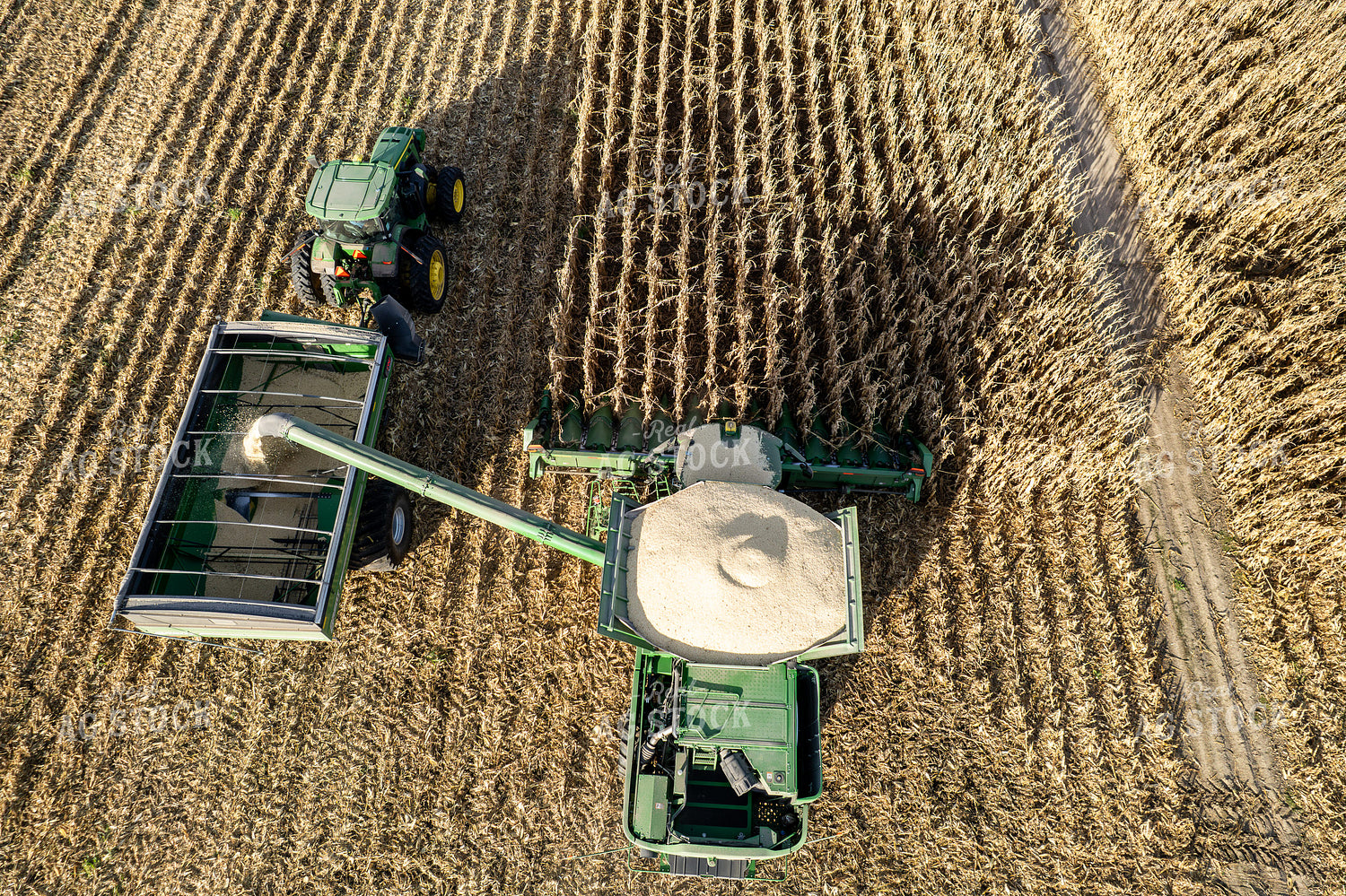Corn Harvest 65975