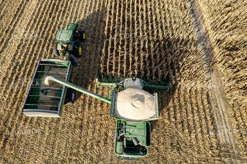 Corn Harvest 65975
