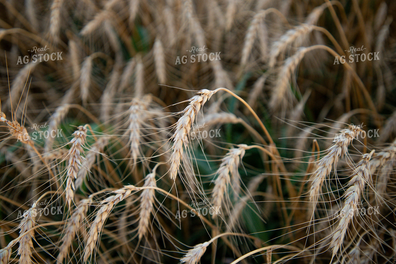 Golden Wheat Field at Sunset with Tree Silhouette 208014