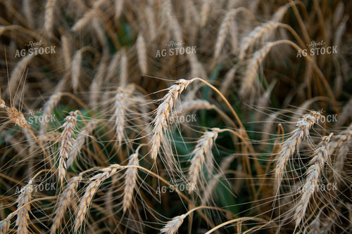Golden Wheat Field at Sunset with Tree Silhouette 208014