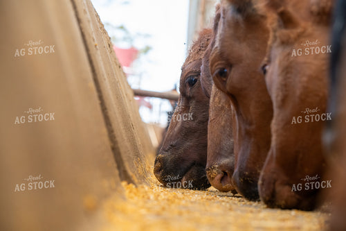 Red Angus Cattle on Feed 193076