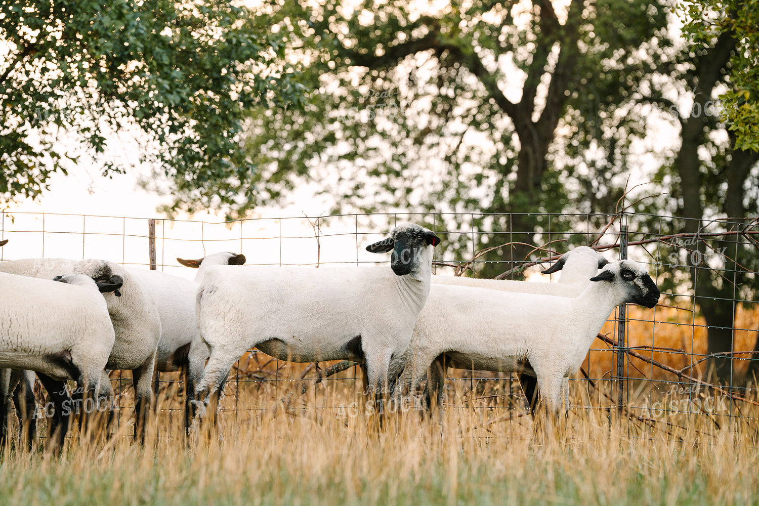 Sheep 68300