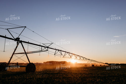 Irrigated Field 152201