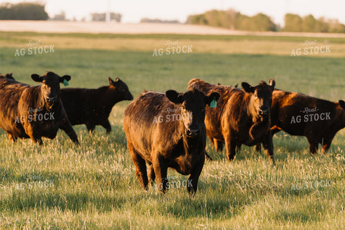 Black Angus Cattle on Pasture 68197