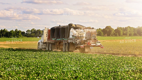 Spraying Cotton Field 265001