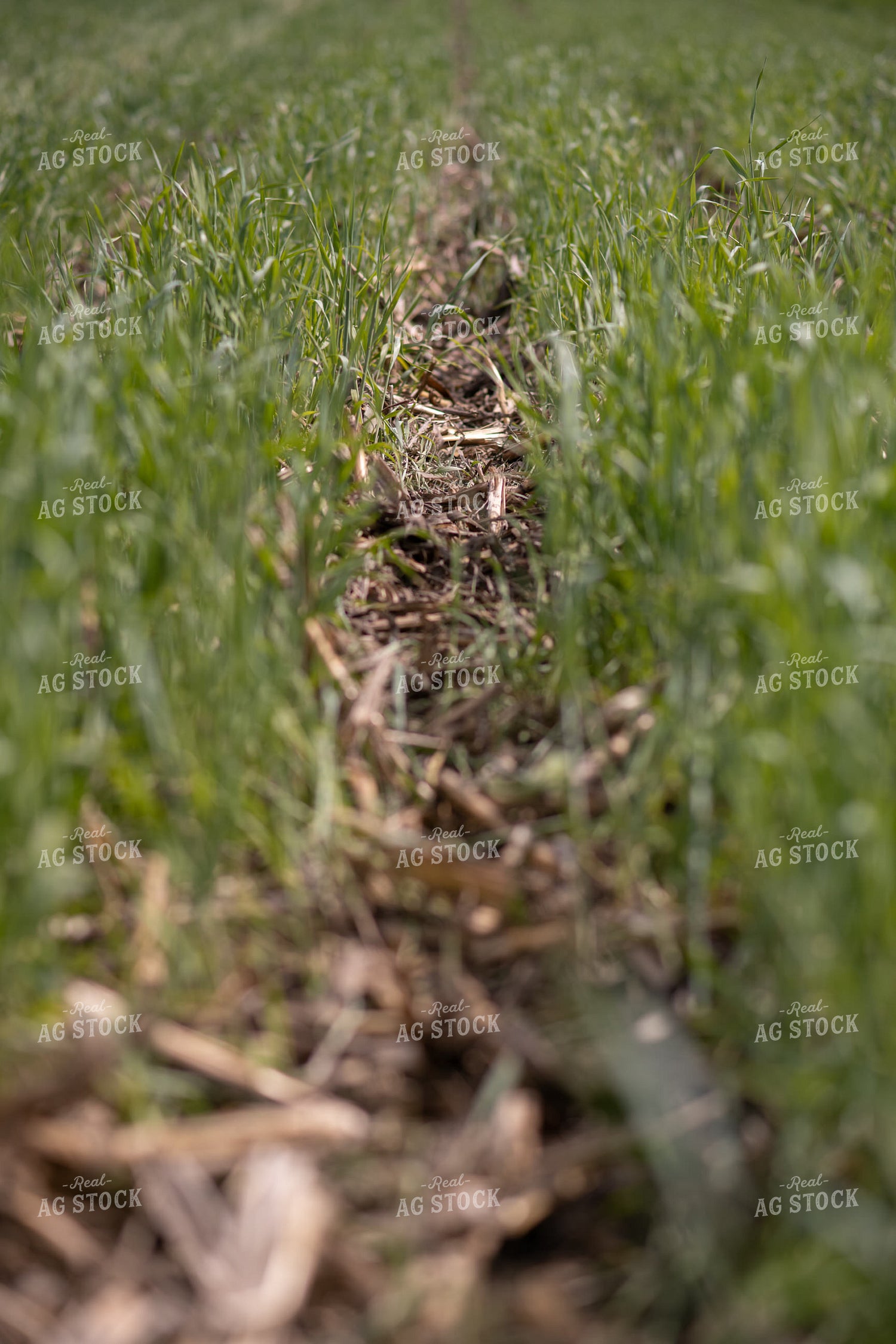 Cover Crop Field 76122