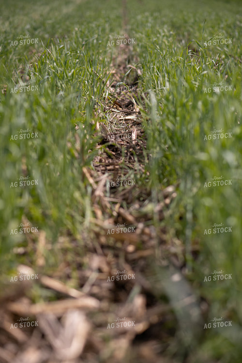 Cover Crop Field 76122