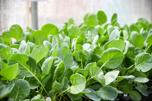 Spinach Plants in Greenhouse 90050