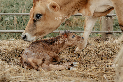 Newborn Jersey Calf 170004