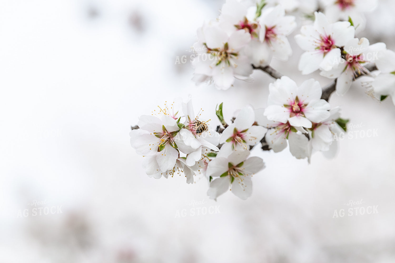 Bee on Almond Blossoms 107097
