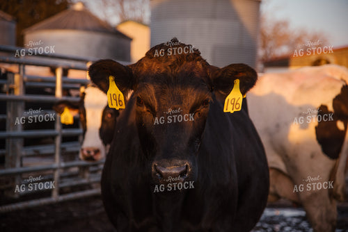 Holstein Cow 137089