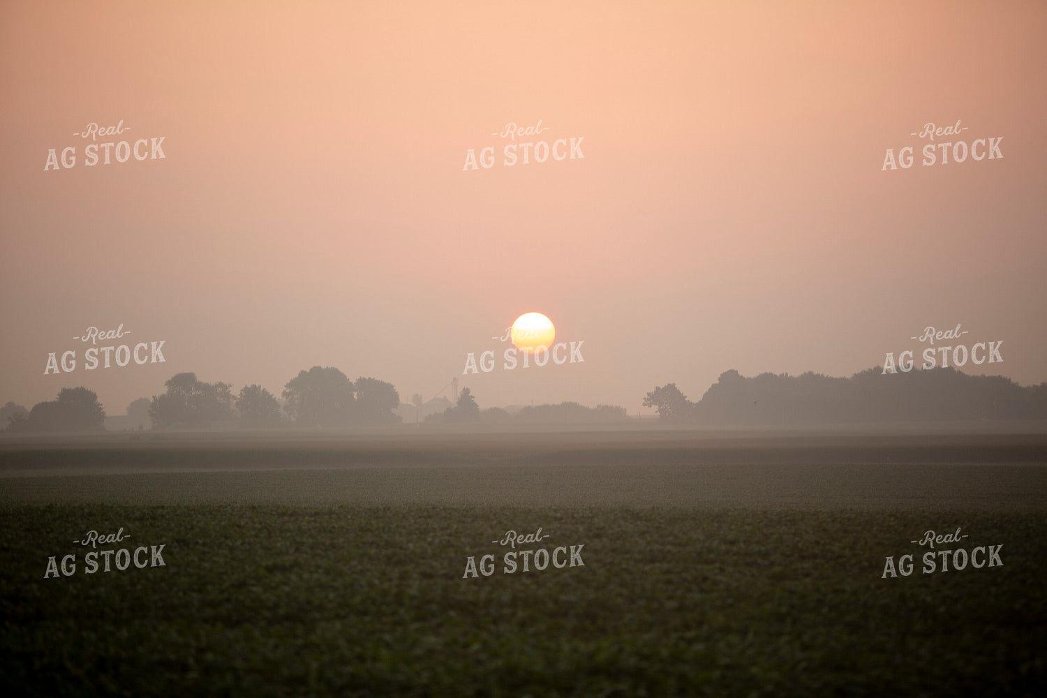 Soybeans - Mid-Season 1490