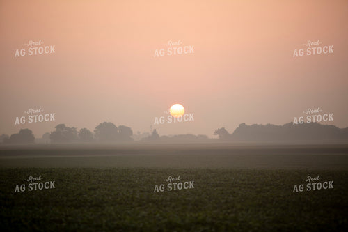 Soybeans - Mid-Season 1490