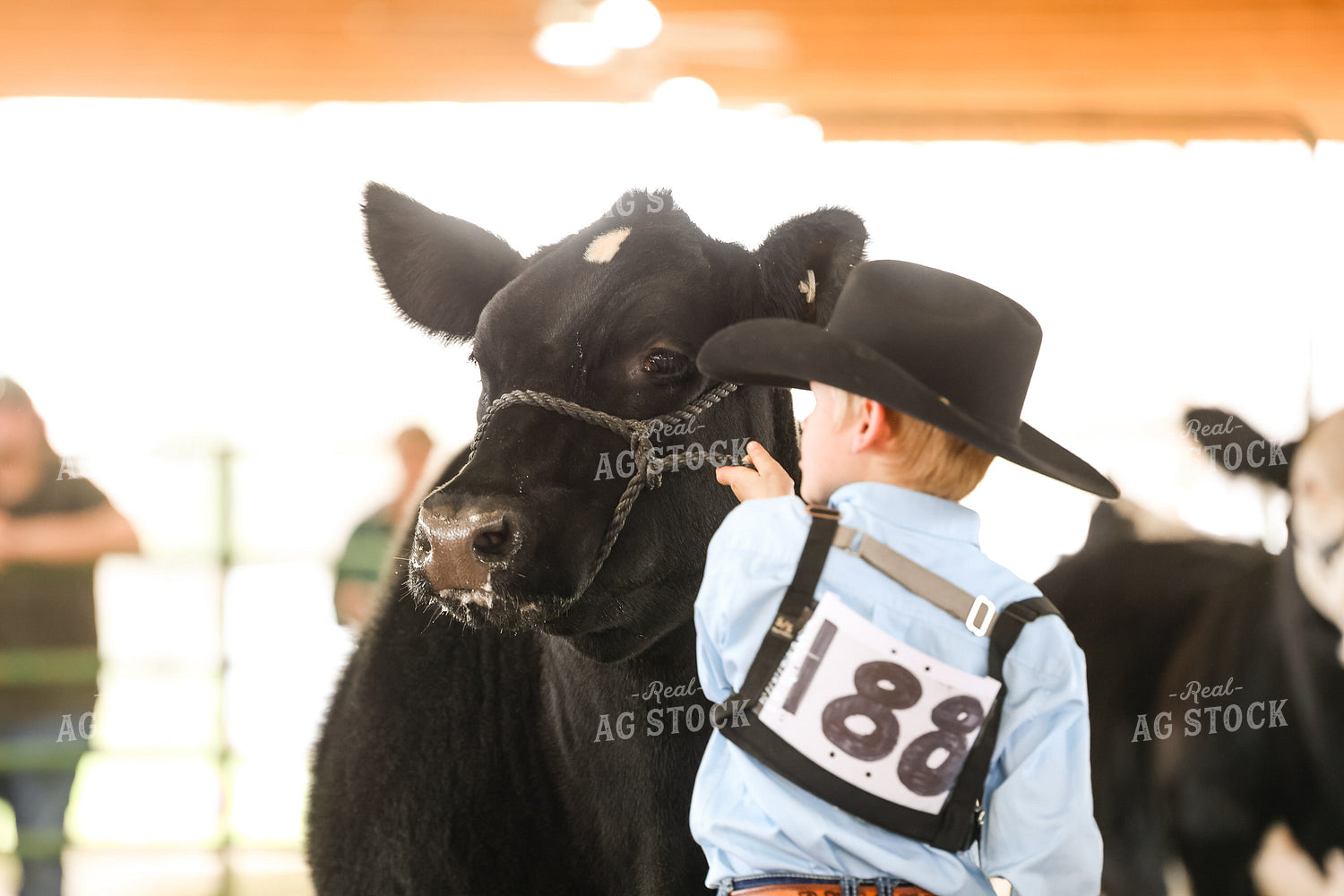 Showing Cattle 295121