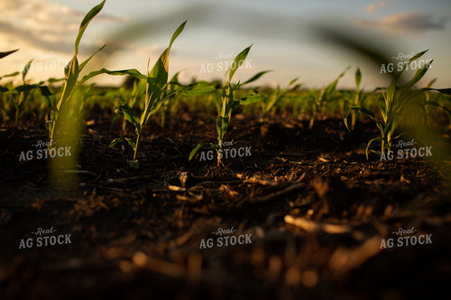 Early Growth Corn 6326