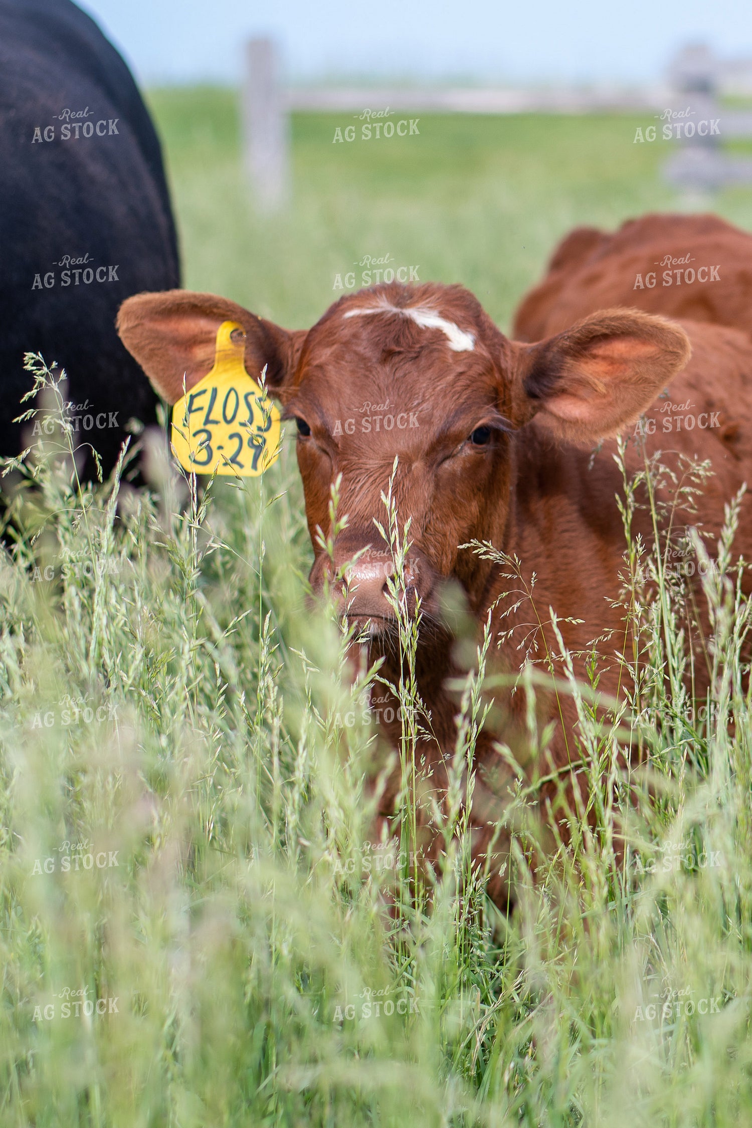 Calf in Grassy Pasture 50096