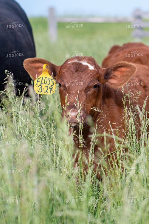 Calf in Grassy Pasture 50096