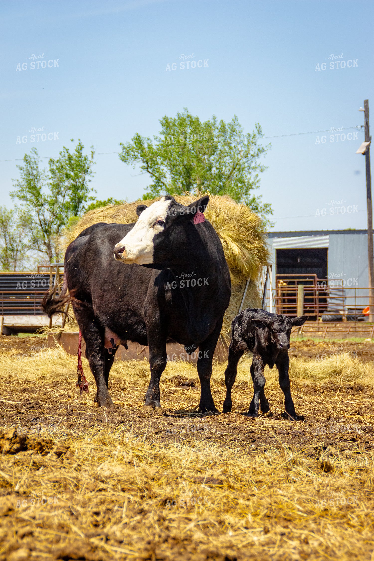 Angus Cross Cow Calf Pair 155191