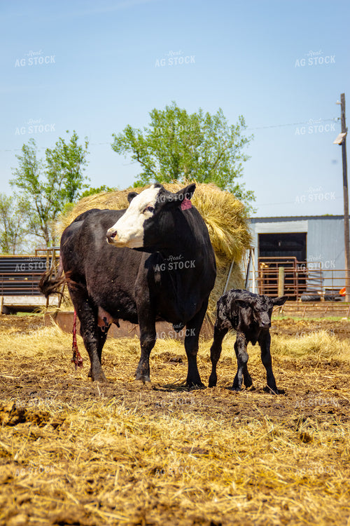 Angus Cross Cow Calf Pair 155191