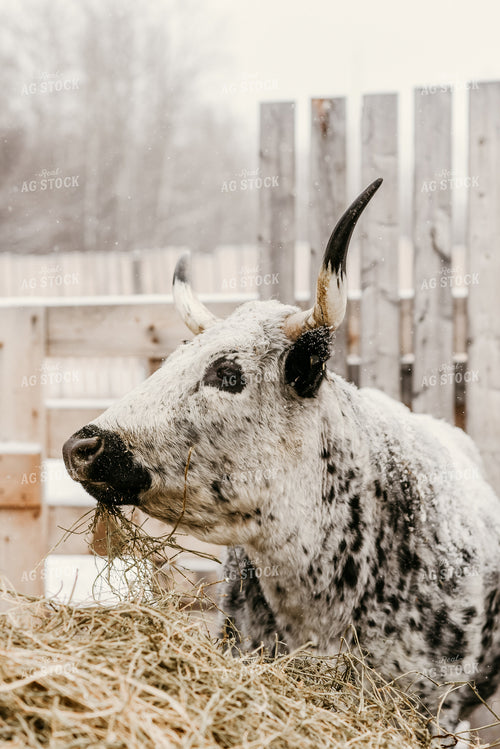 Angus Cow in Snow 64196