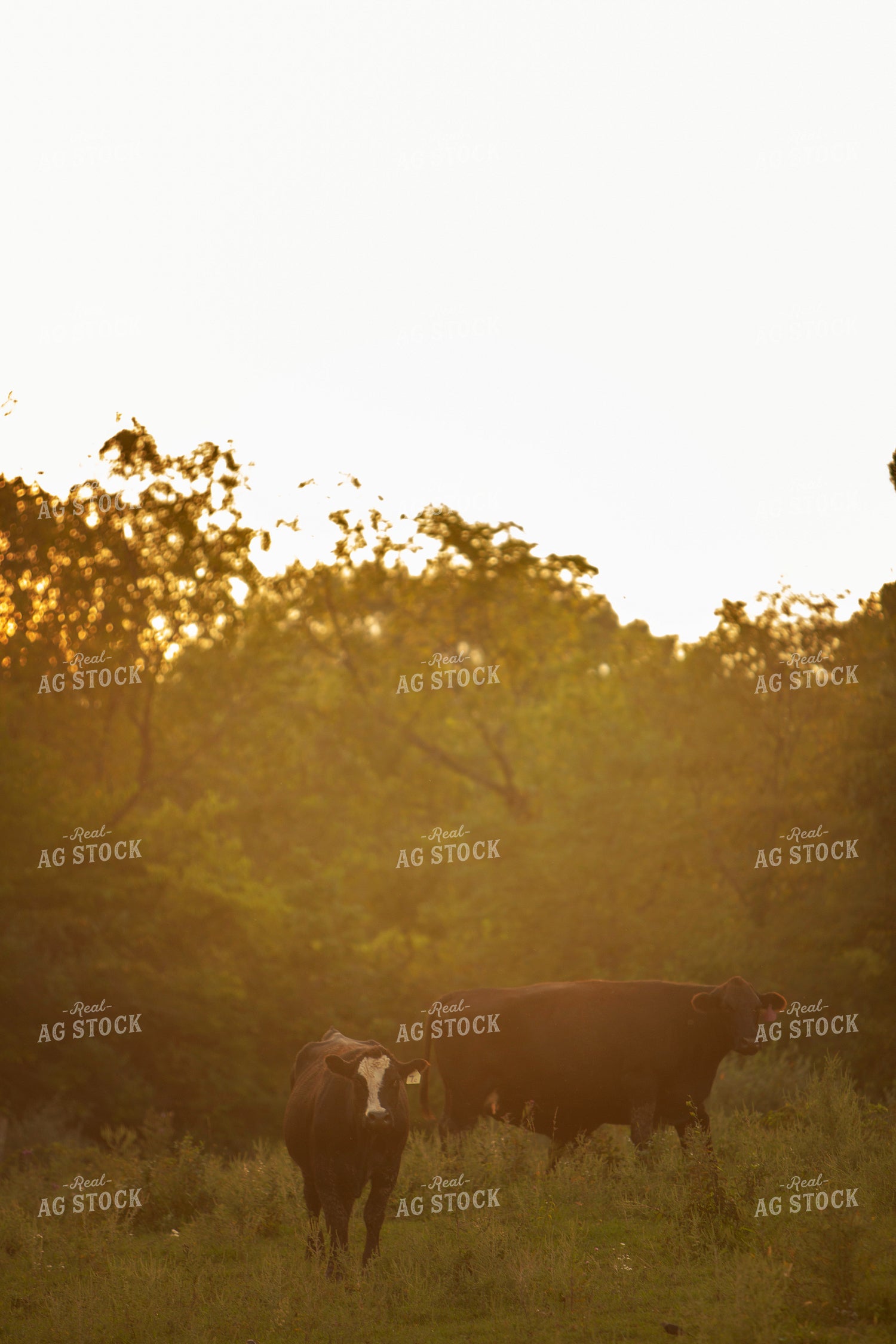 Cattle 2428