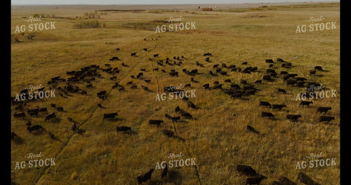 Moving Cattle 187180