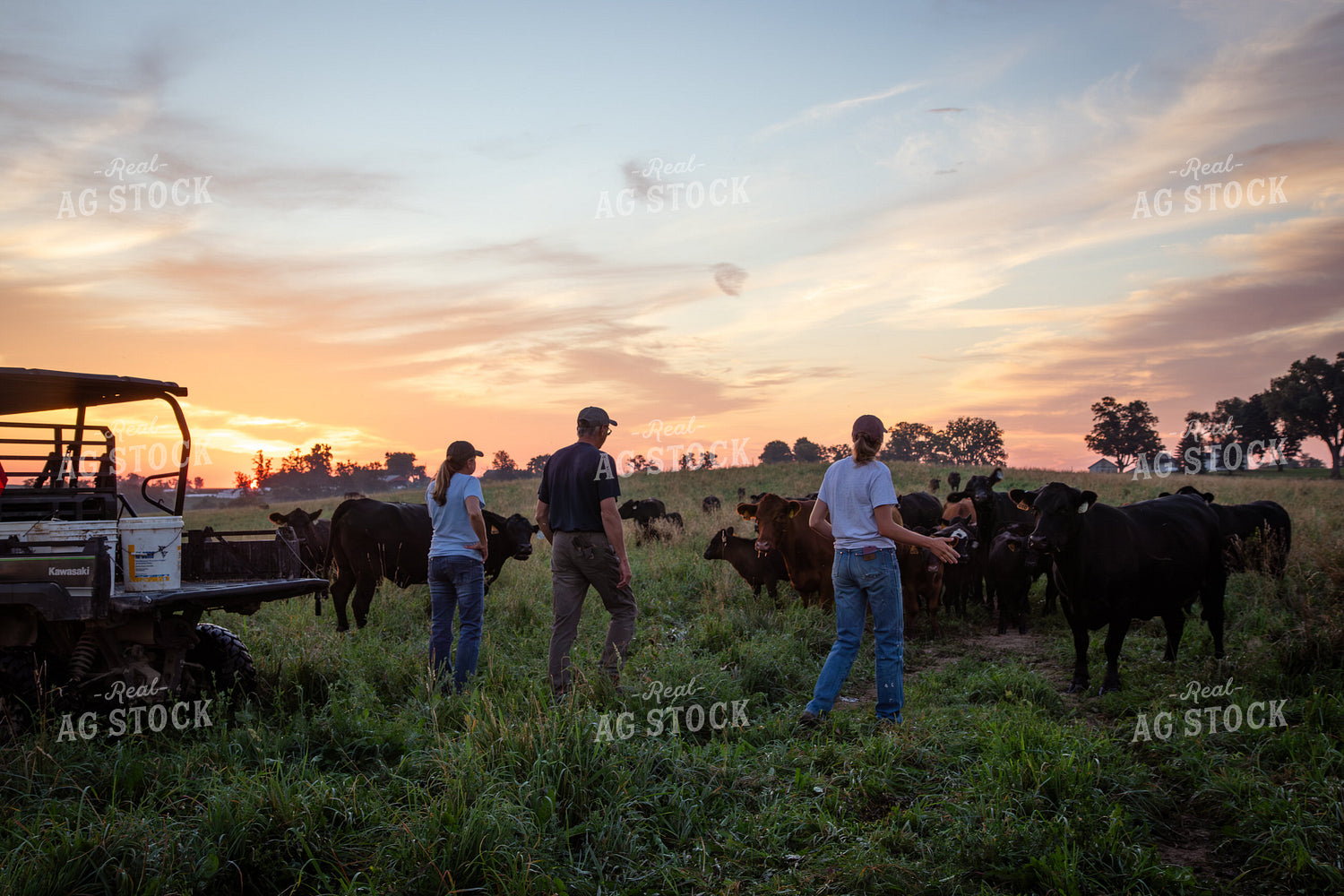 Checking Cattle on Pasture 268348
