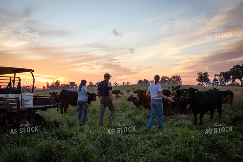 Checking Cattle on Pasture 268348