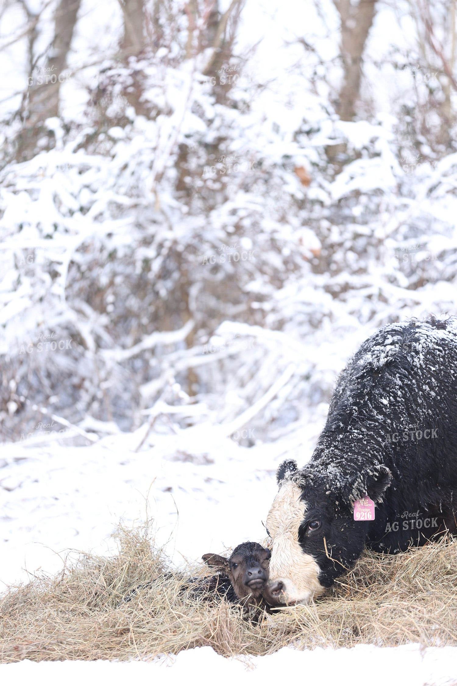 Cow Calf Pair 230003