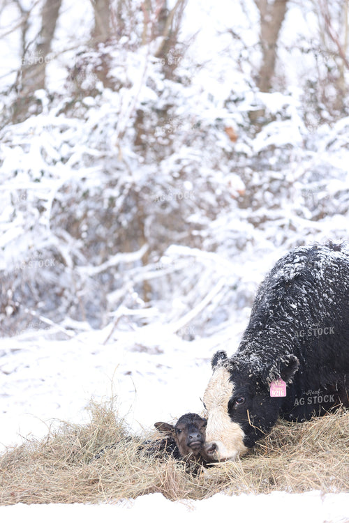 Cow Calf Pair 230003