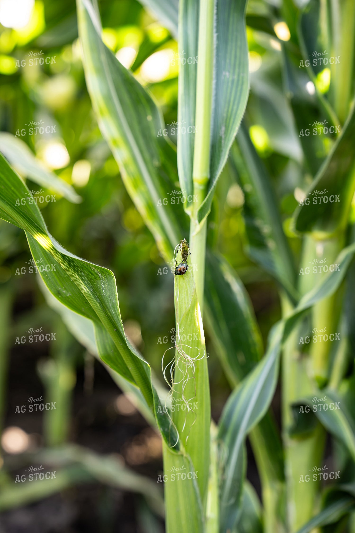 Japanese Beetle Eating Corn Silks 65938