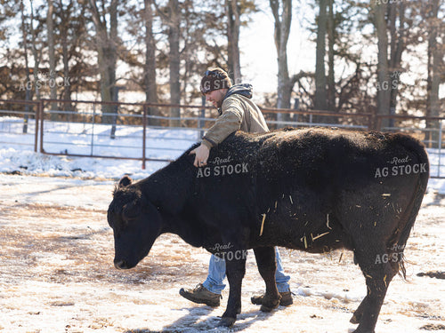 Rancher Scratching Cow in Pasture 70186