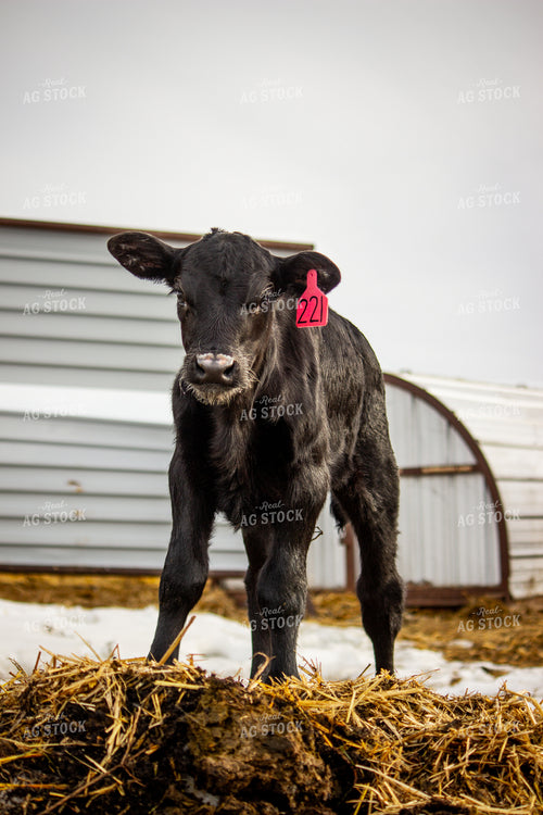 Angus Cattle 155033