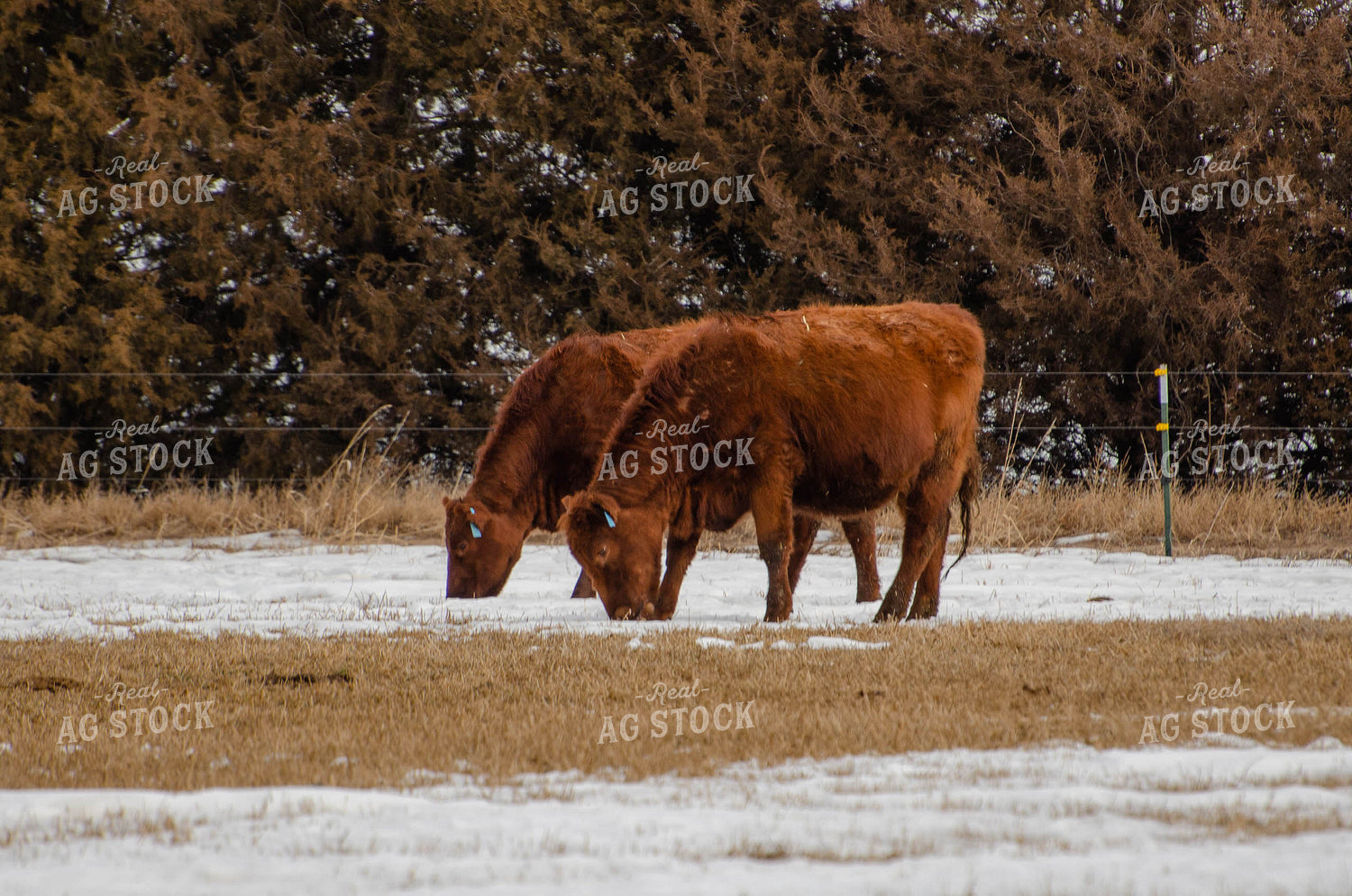 Angus Cattle Grazing 97010