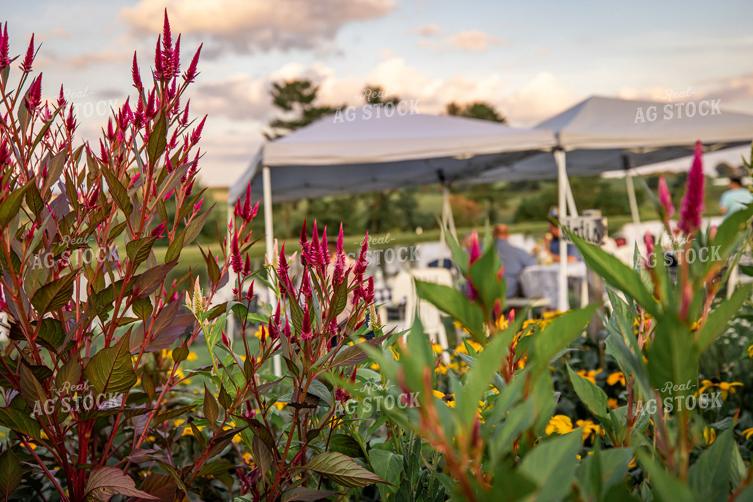 Flower Farm 270146