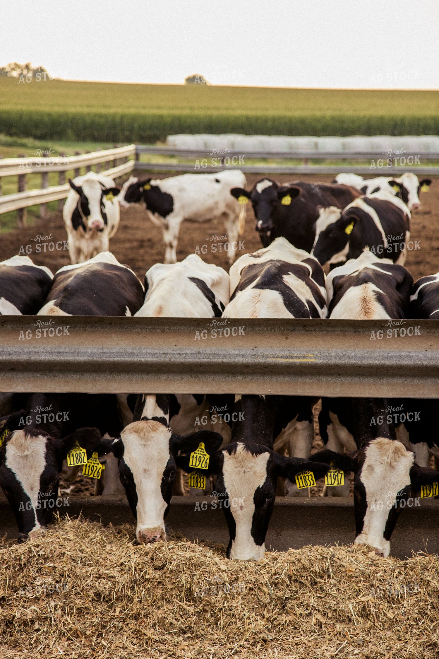 Holstein Cattle in Lot 67397