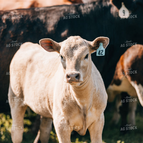 Calf 178053
