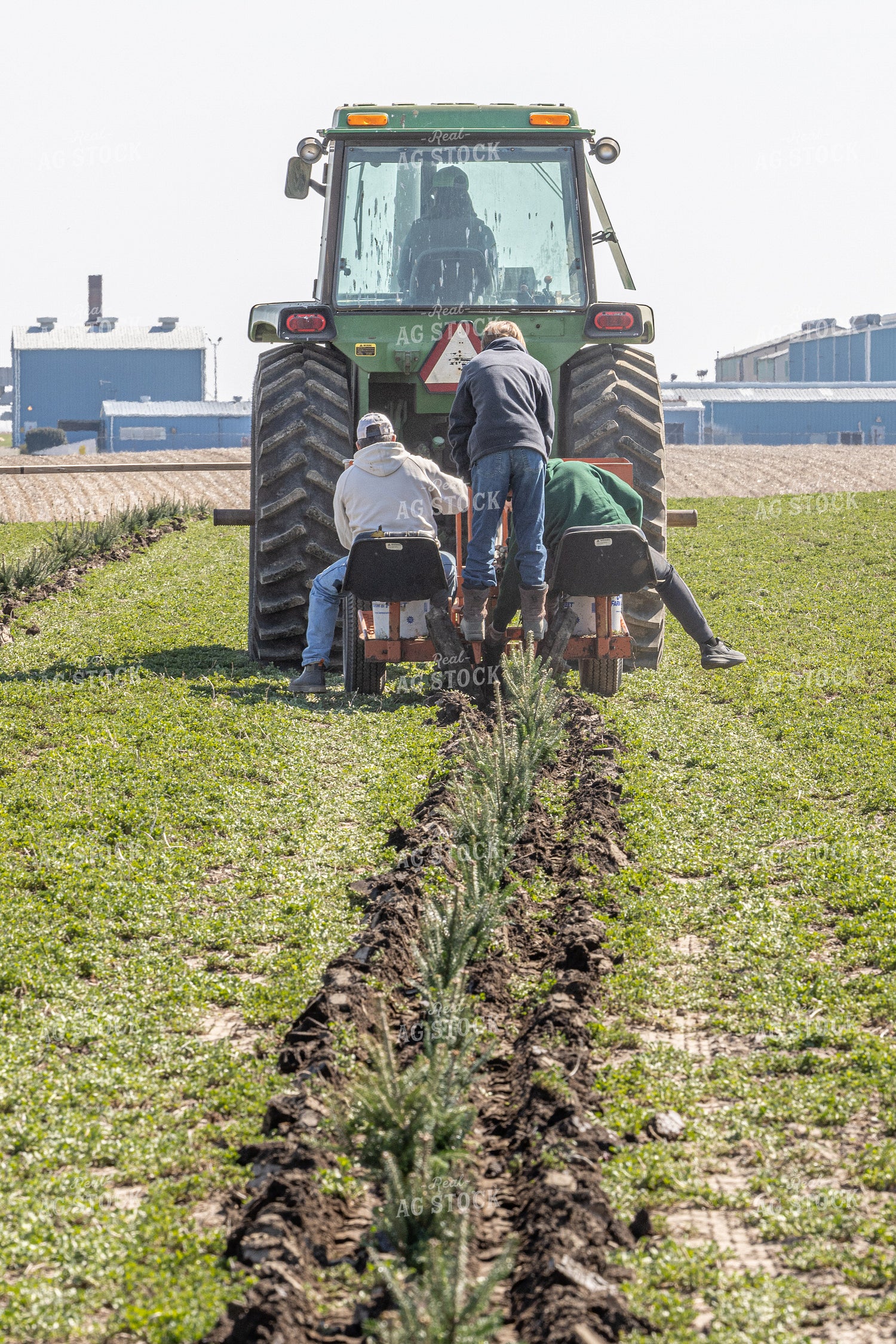 Christmas Tree Farm 124006