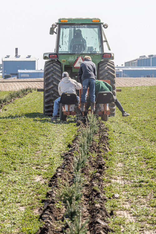 Christmas Tree Farm 124006