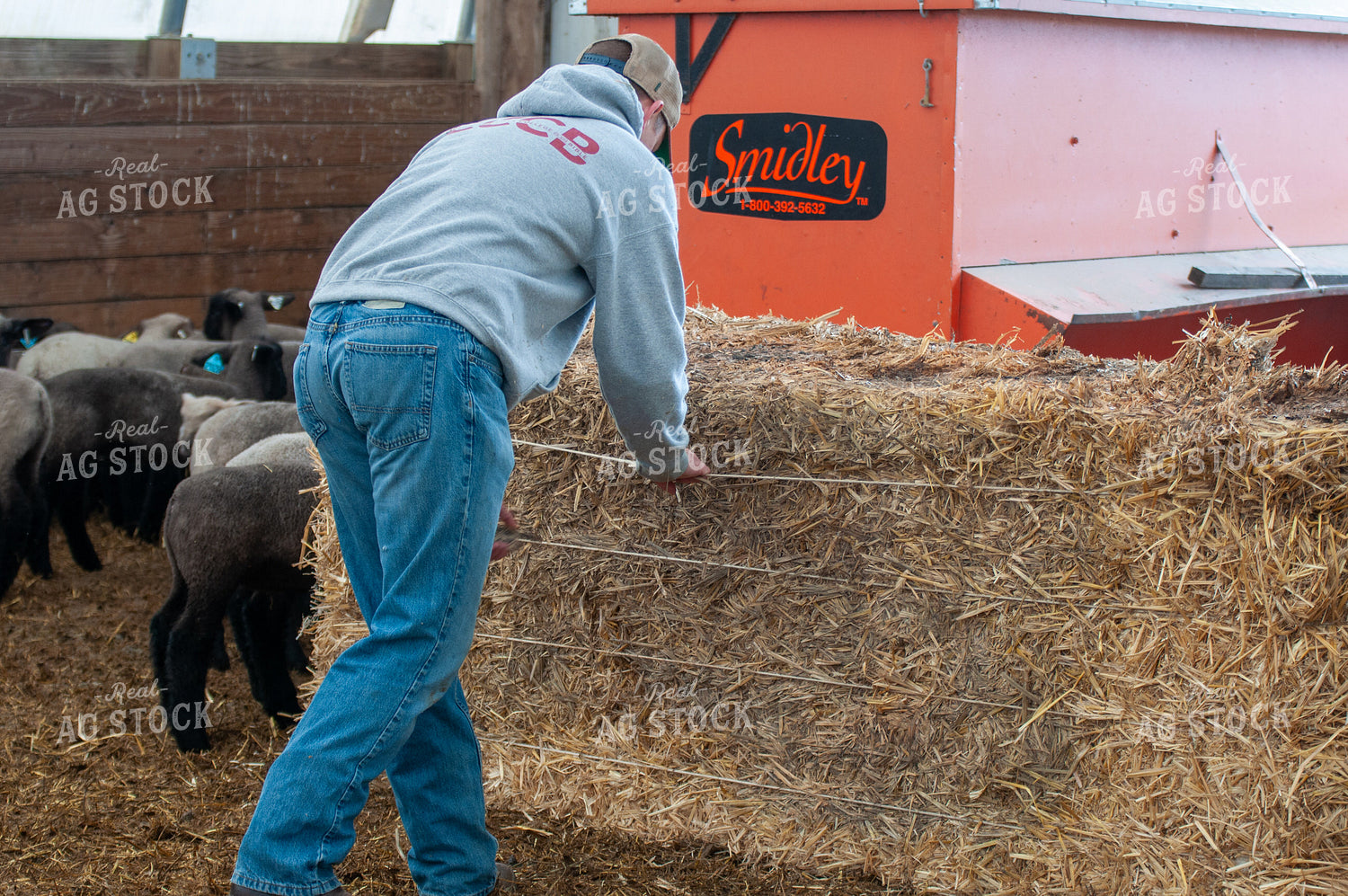 Farmer Putting Down Hay 103092