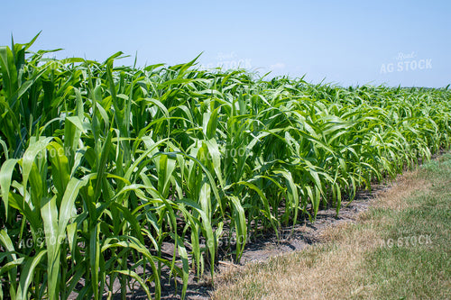 Green Corn Field 50149